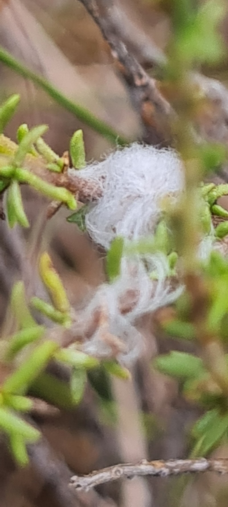 Eriocephalus ambiguus photo 5