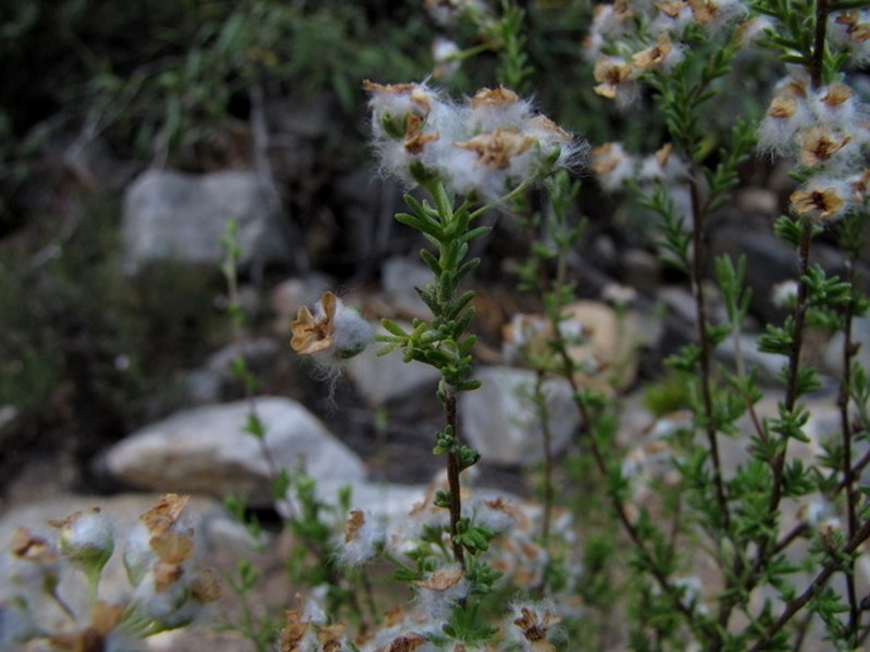 Eriocephalus aromaticus