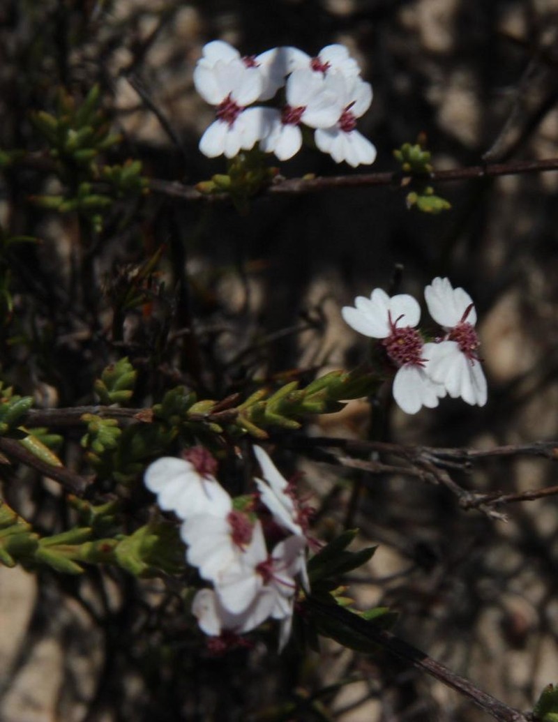 Eriocephalus aromaticus photo 2