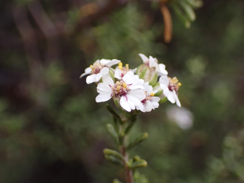 Eriocephalus aromaticus photo 3