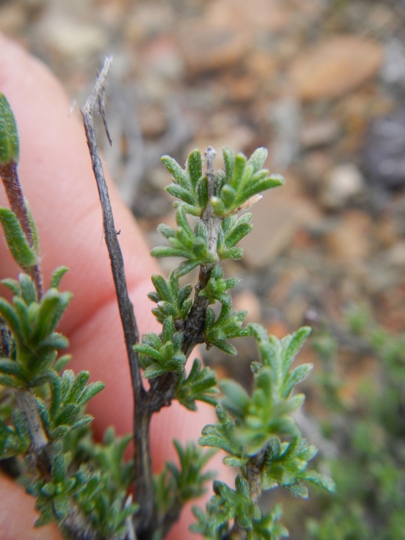 Eriocephalus aromaticus photo 4