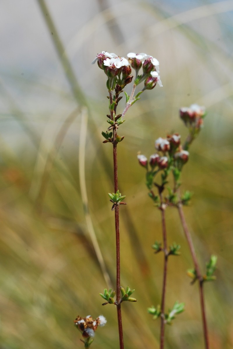 Eriocephalus aromaticus photo 5