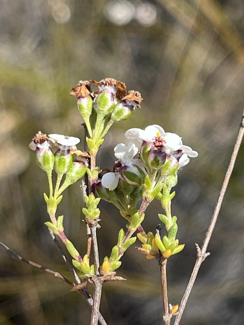 Eriocephalus aromaticus photo 8