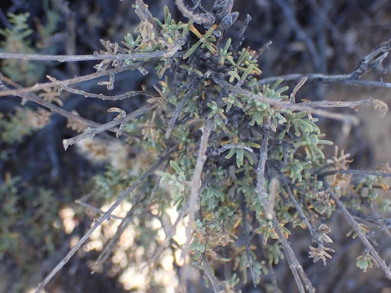 Eriocephalus brevifolius