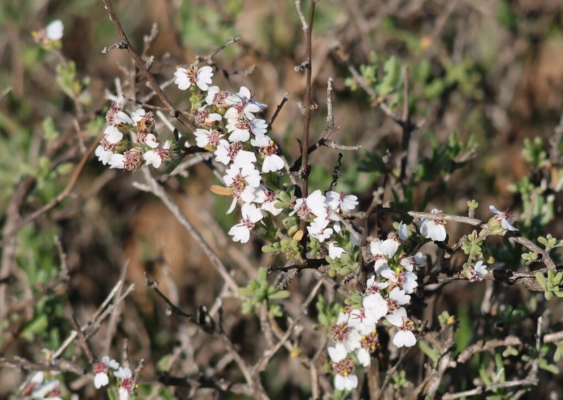 Eriocephalus brevifolius photo 2