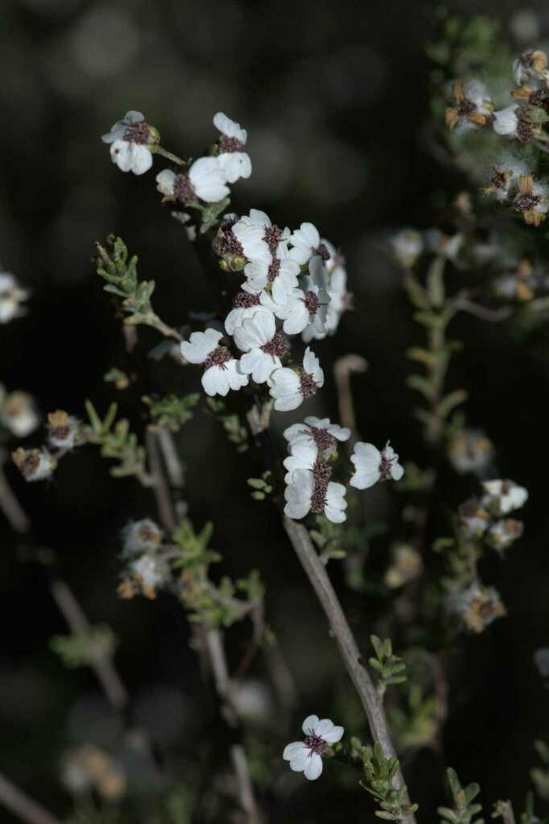 Eriocephalus brevifolius photo 3
