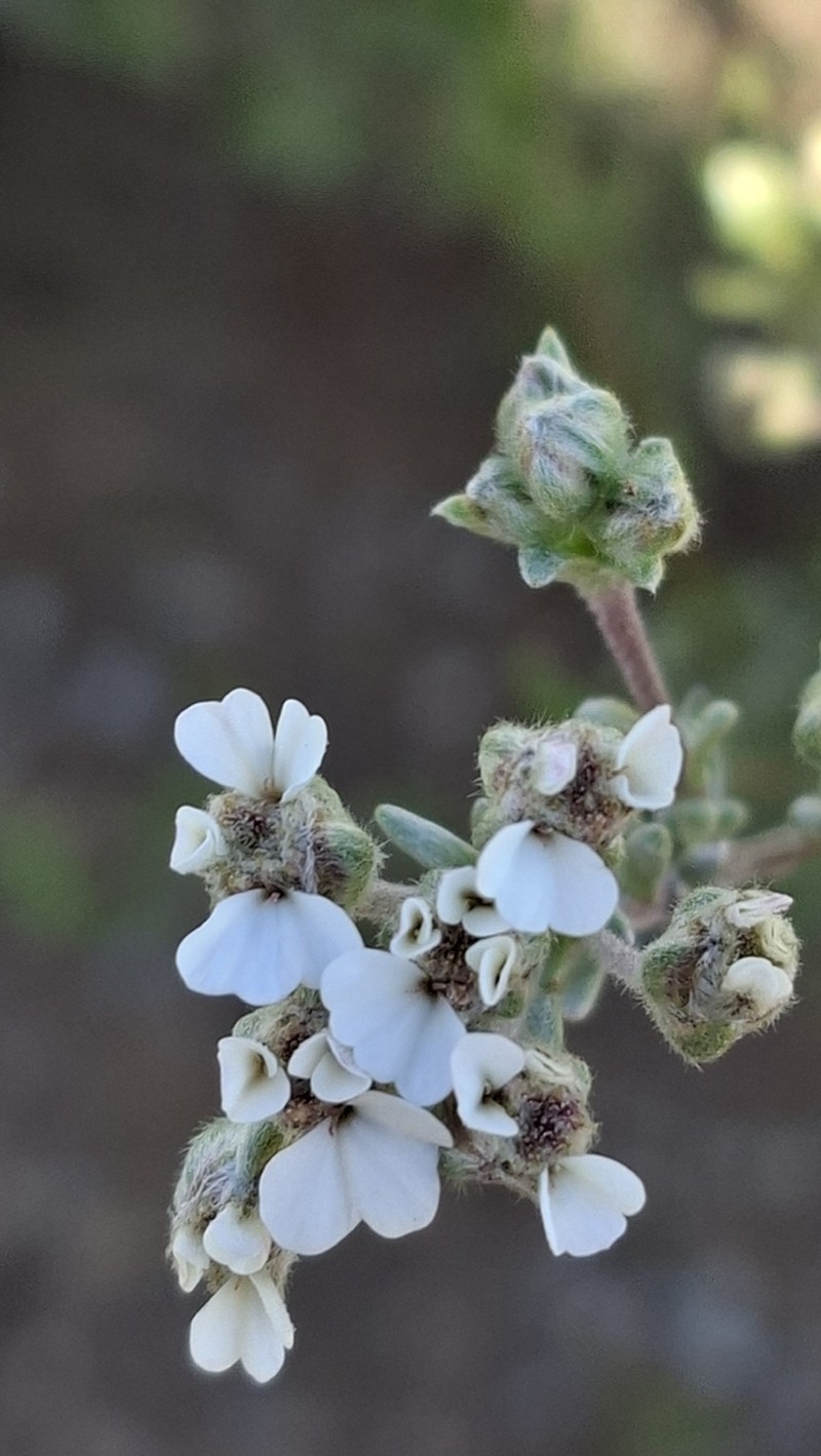 Eriocephalus brevifolius photo 4
