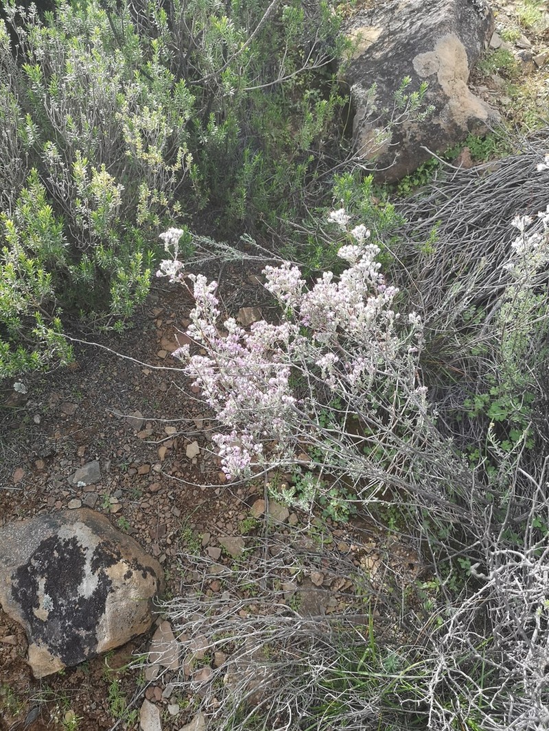 Eriocephalus brevifolius photo 5