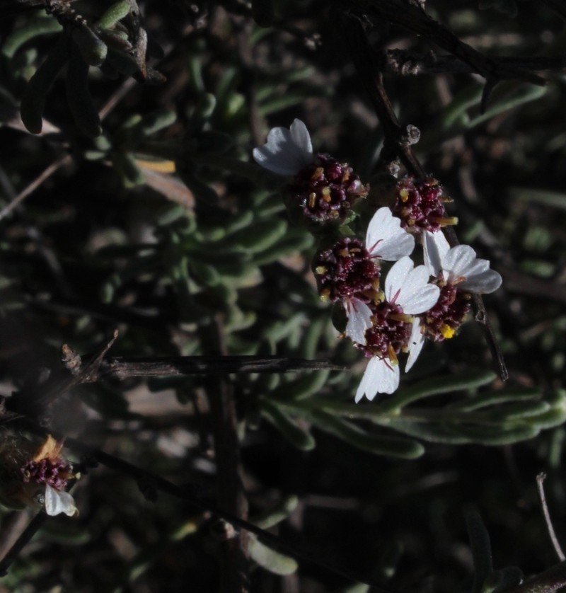 Eriocephalus brevifolius photo 6