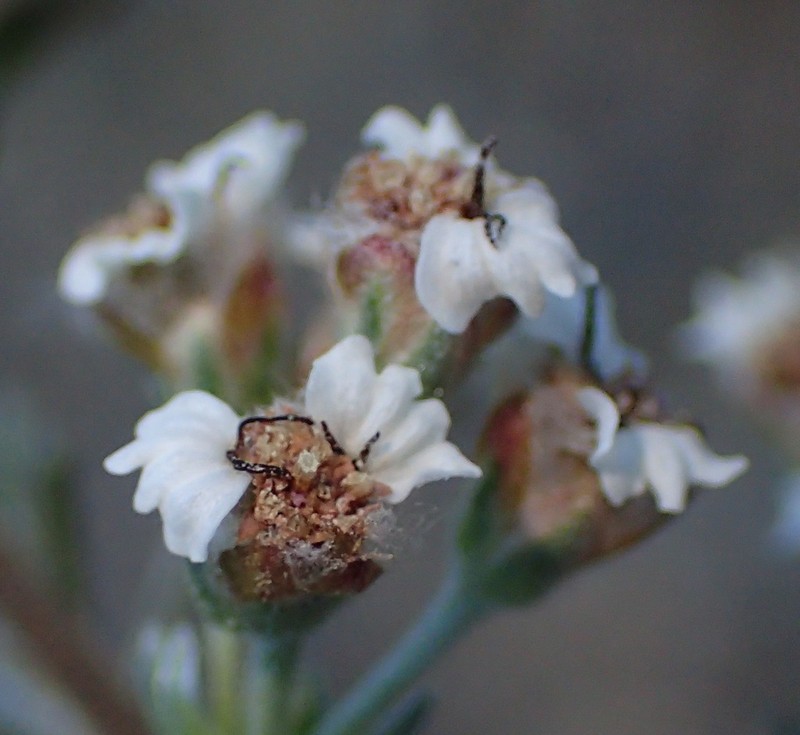 Eriocephalus brevifolius photo 7