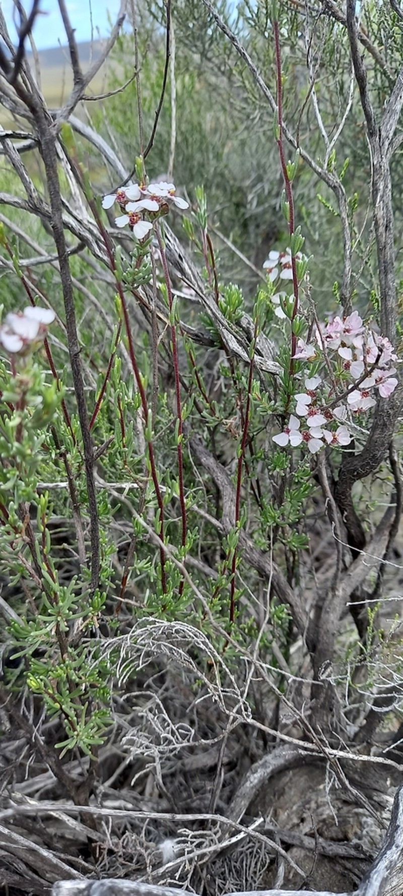 Eriocephalus brevifolius photo 8