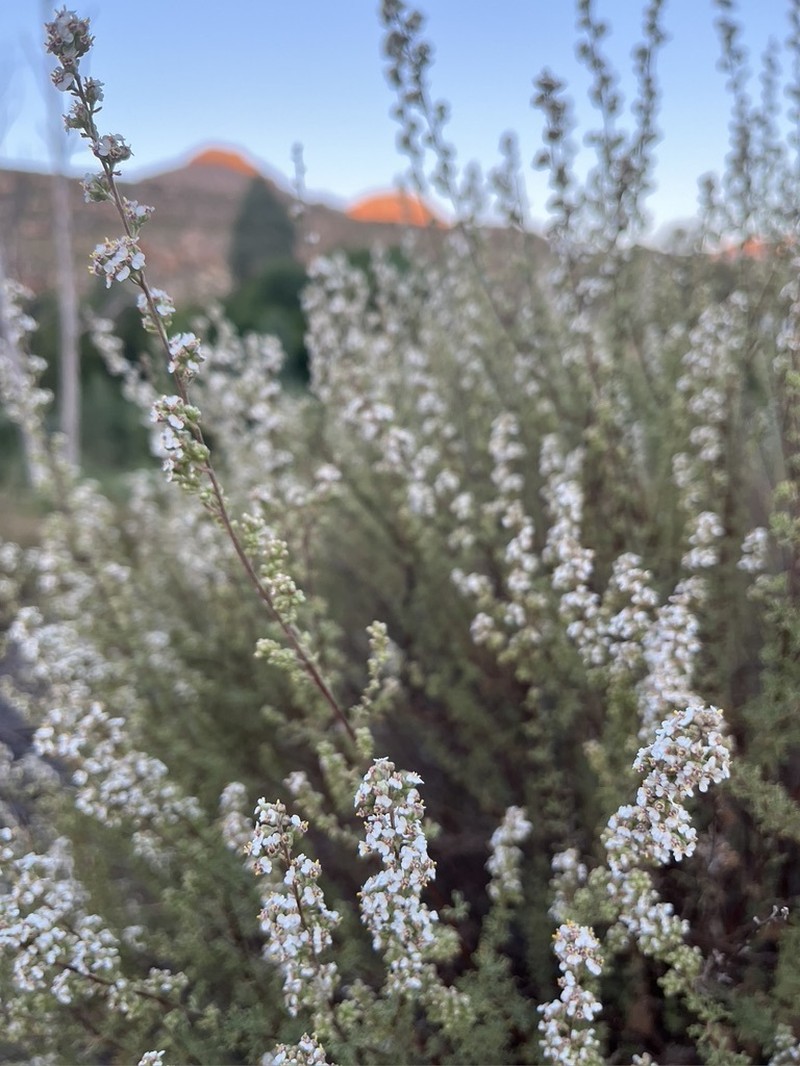 Eriocephalus capitellatus
