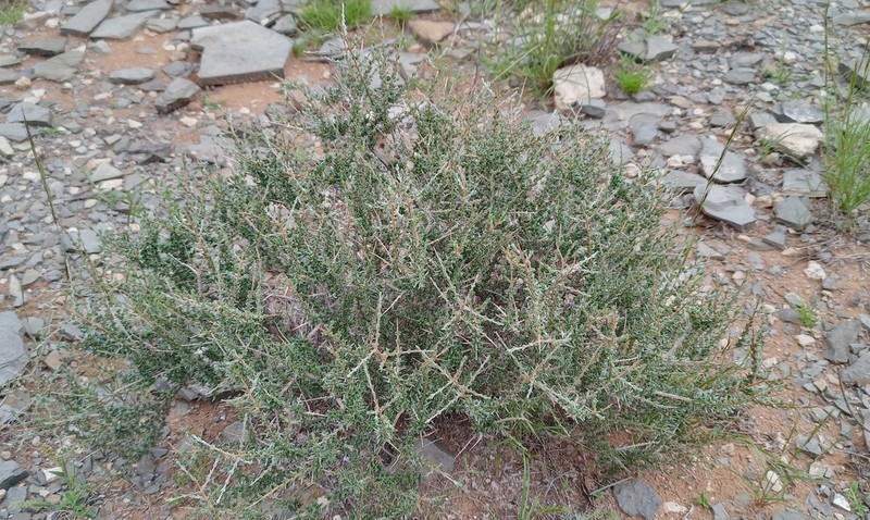 Eriocephalus decussatus