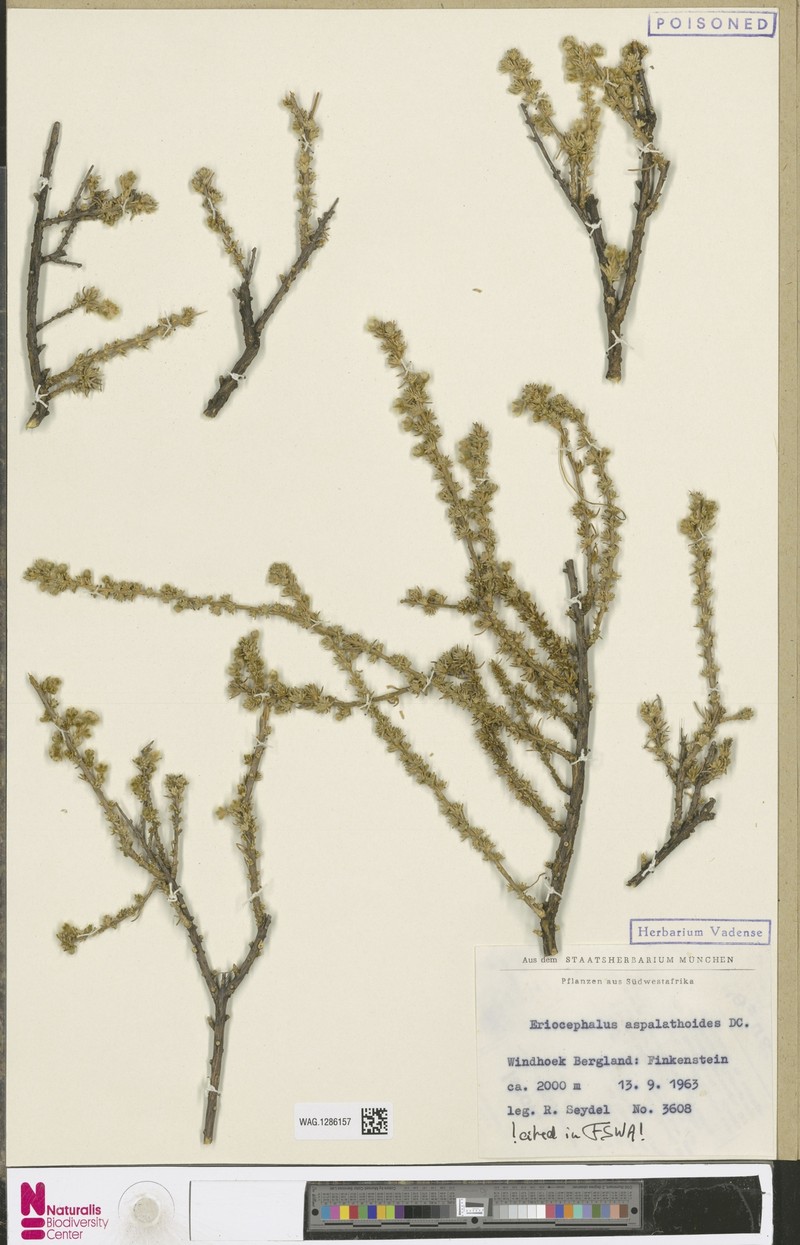 Eriocephalus decussatus photo 2