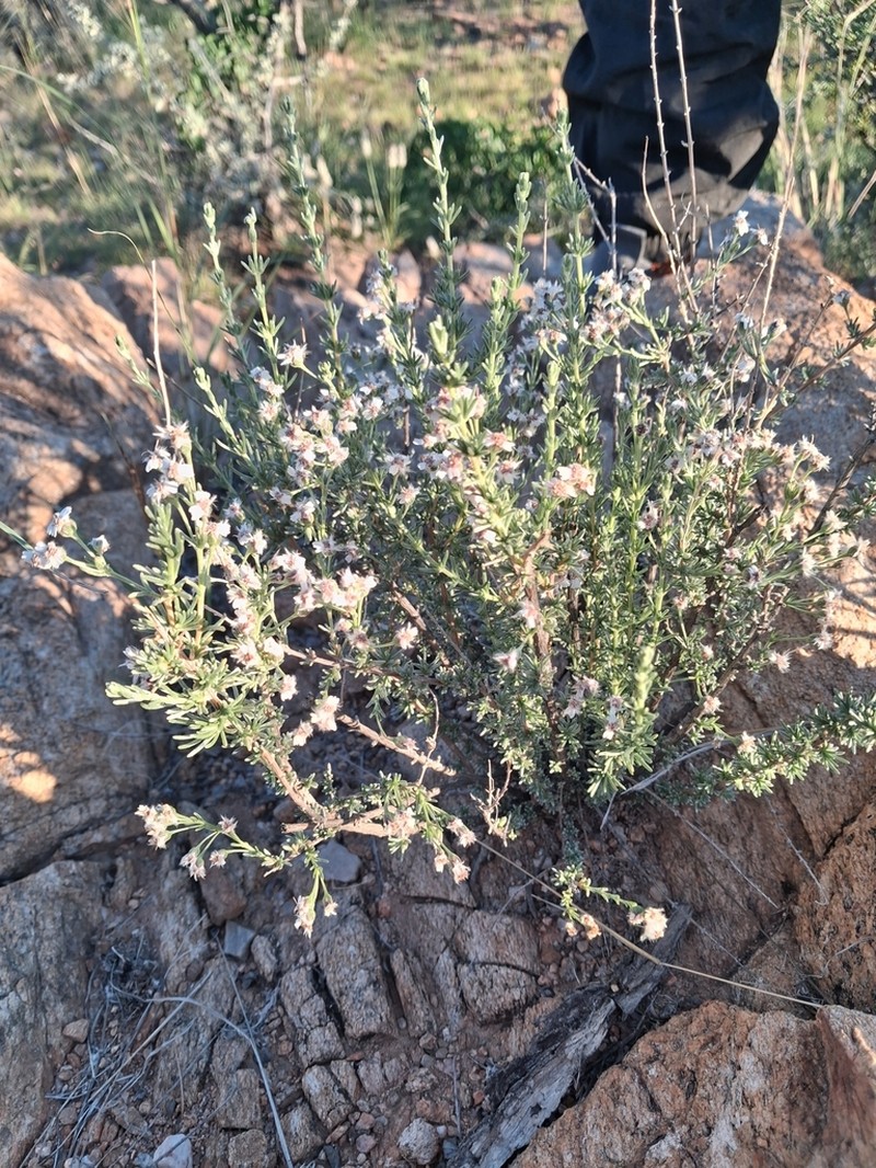 Eriocephalus dinteri photo 2