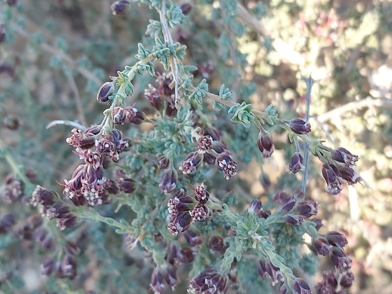 Eriocephalus dinteri photo 5