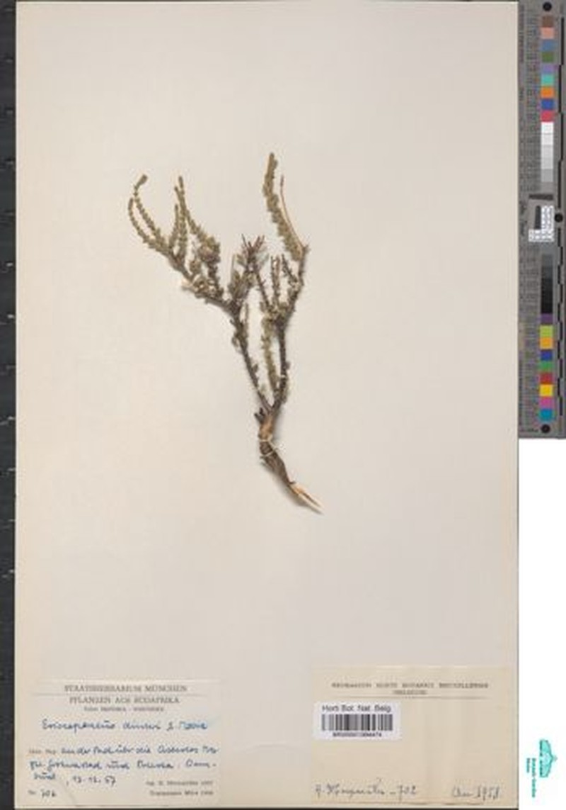 Eriocephalus dinteri photo 6