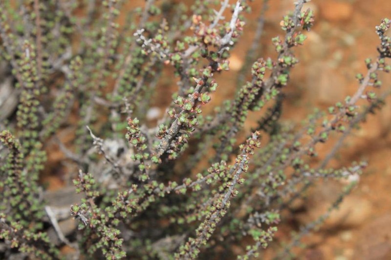 Eriocephalus ericoides
