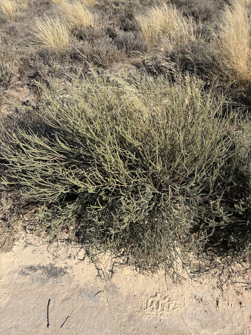 Eriocephalus ericoides photo 2