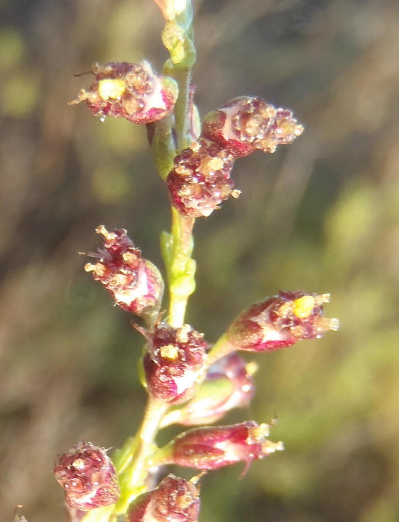 Eriocephalus ericoides photo 3