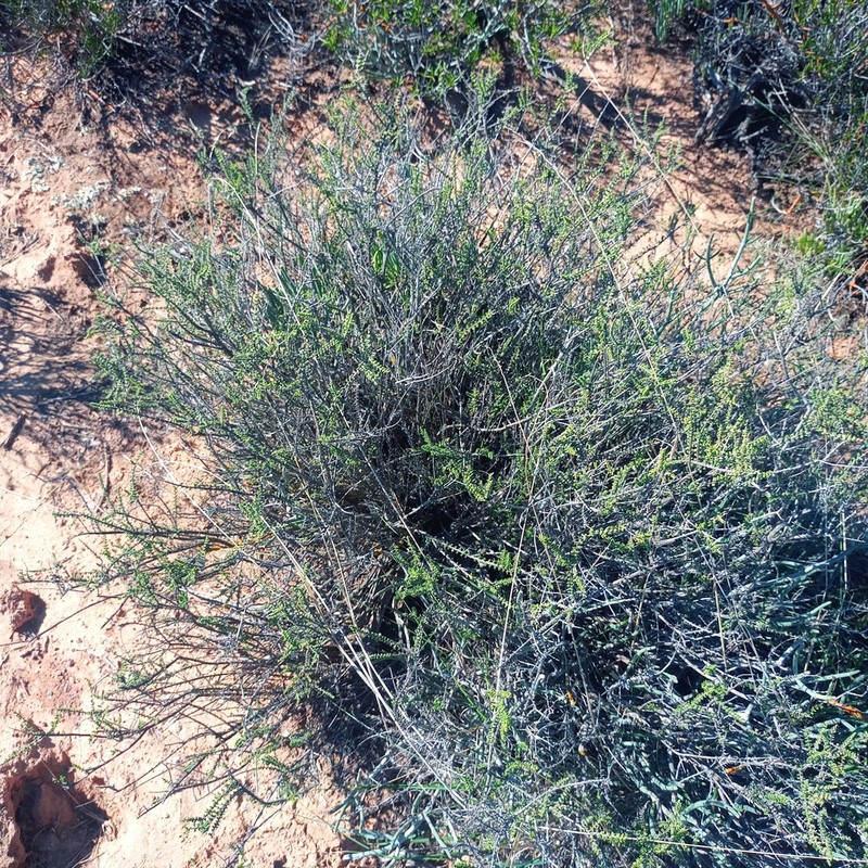 Eriocephalus ericoides photo 4