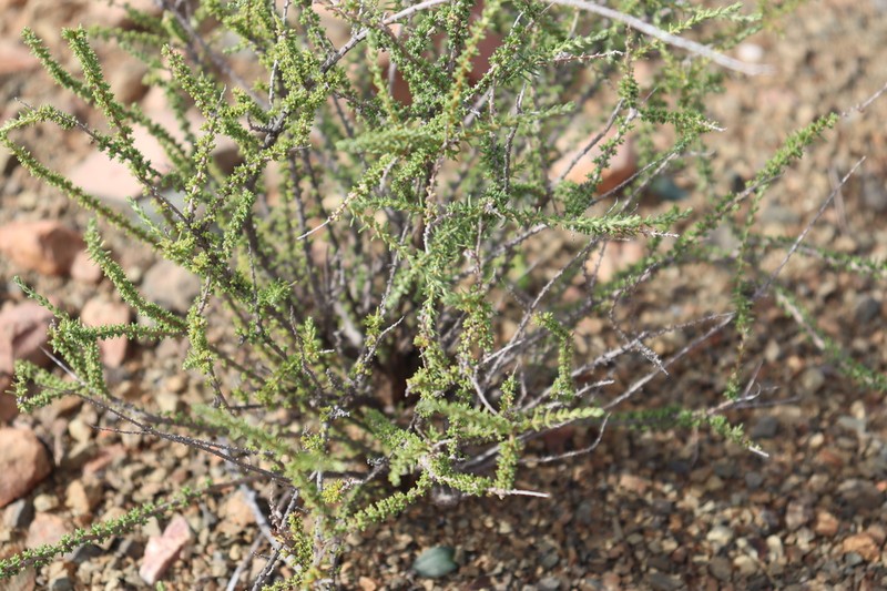Eriocephalus ericoides photo 5