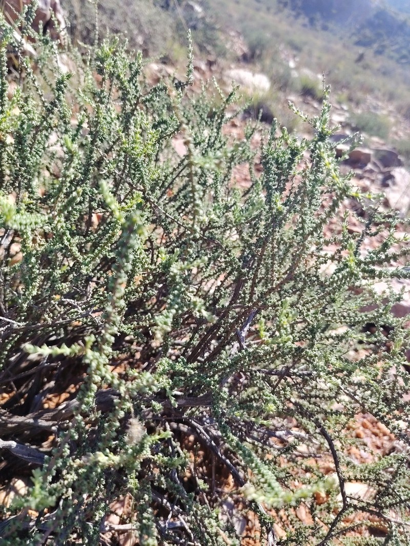 Eriocephalus ericoides photo 6