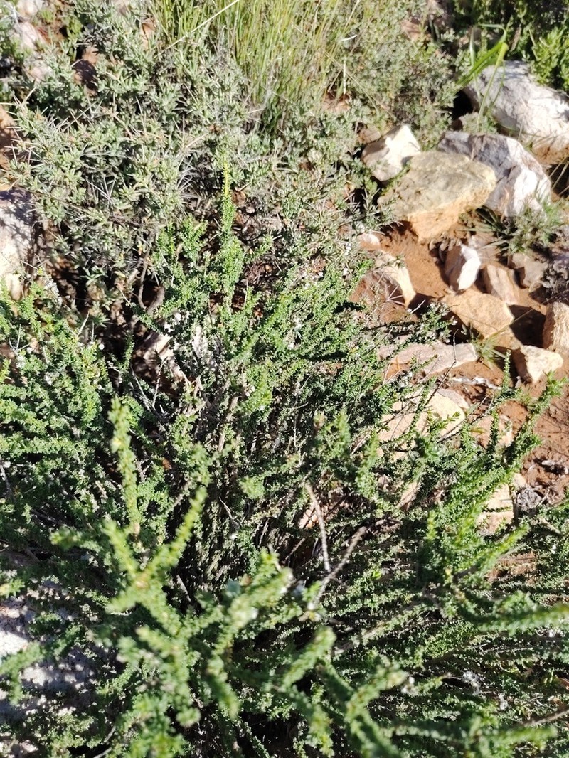 Eriocephalus ericoides photo 7