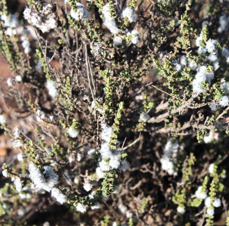 Eriocephalus ericoides photo 8