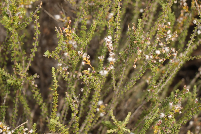 Eriocephalus ericoides subsp. ericoides