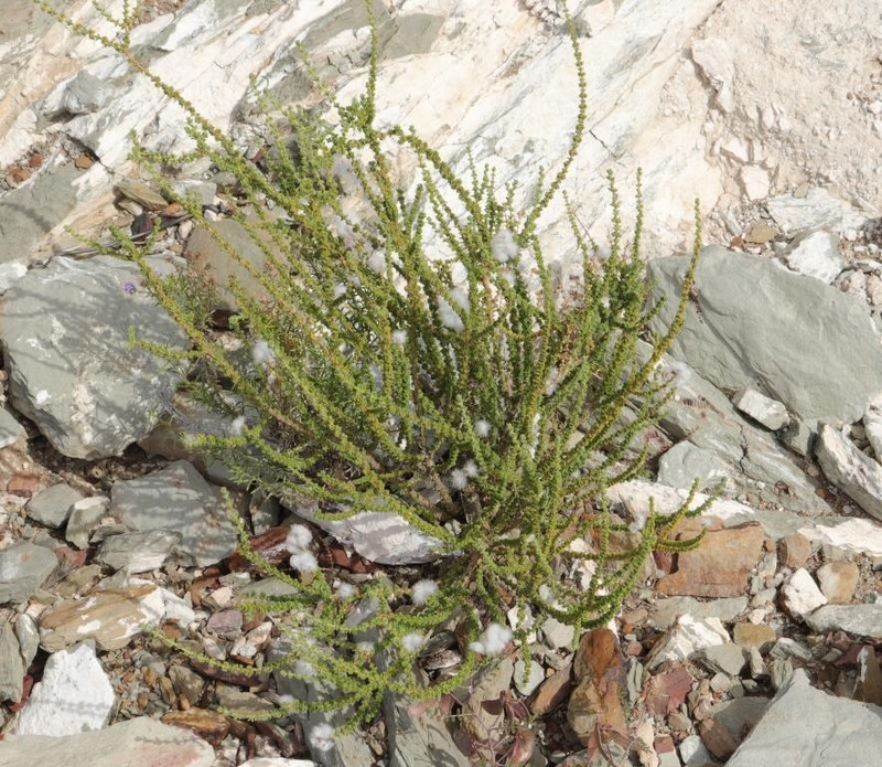Eriocephalus ericoides subsp. ericoides photo 2