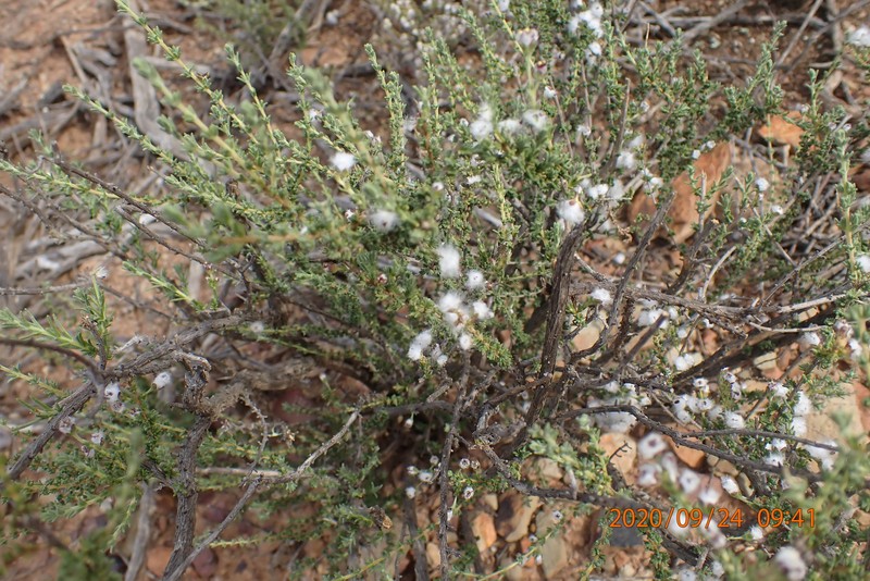 Eriocephalus ericoides subsp. ericoides photo 3