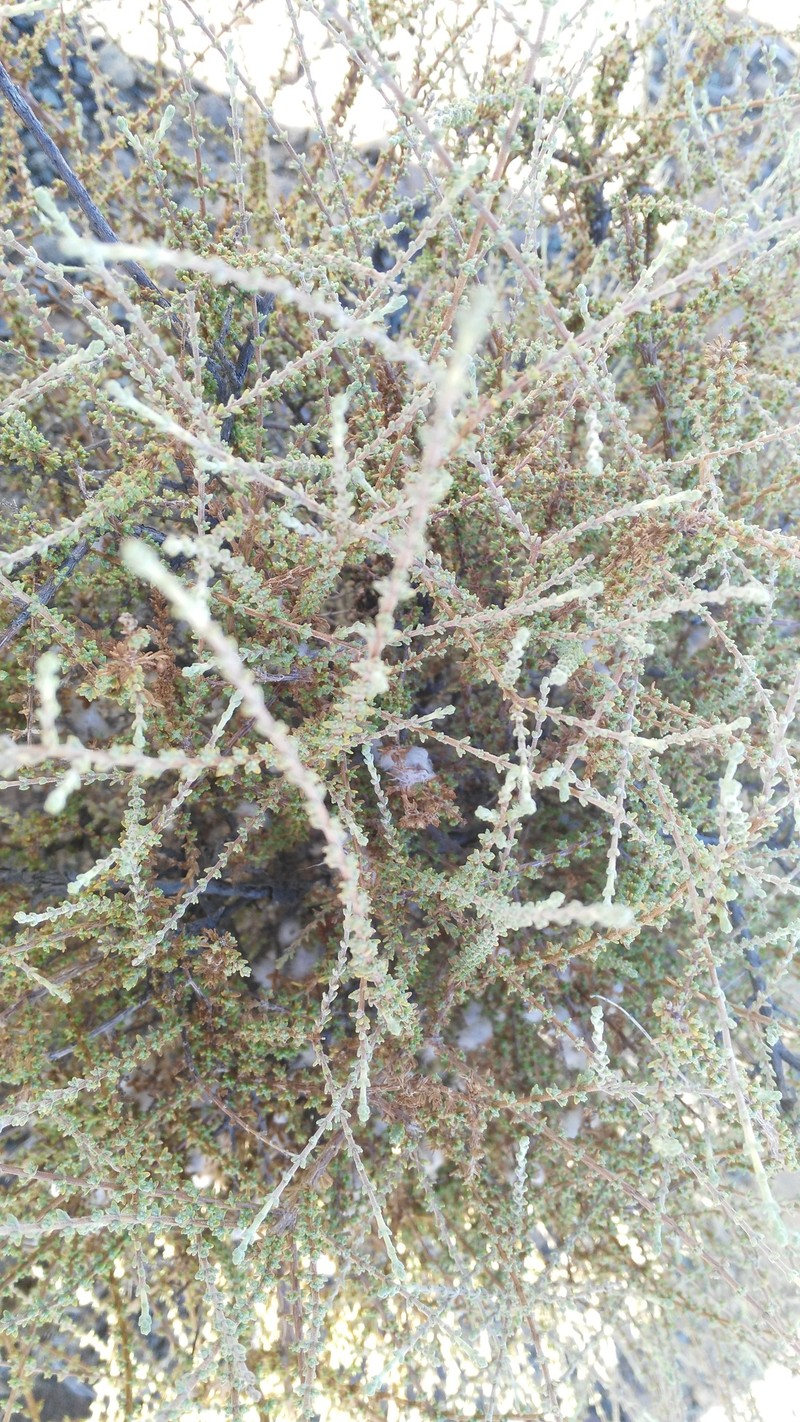 Eriocephalus ericoides subsp. ericoides photo 4