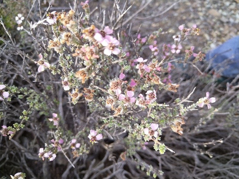 Eriocephalus eximius