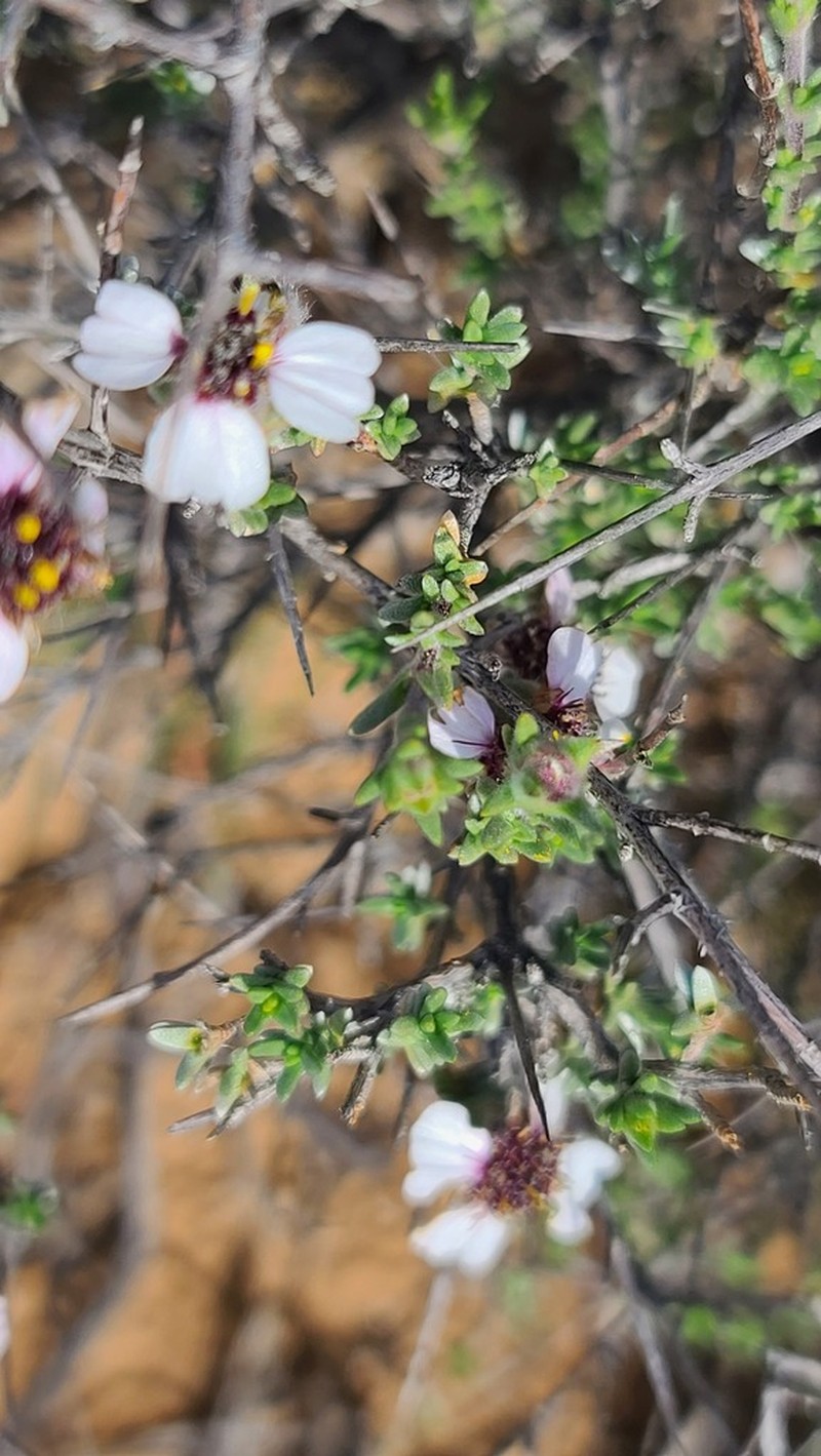 Eriocephalus eximius photo 2