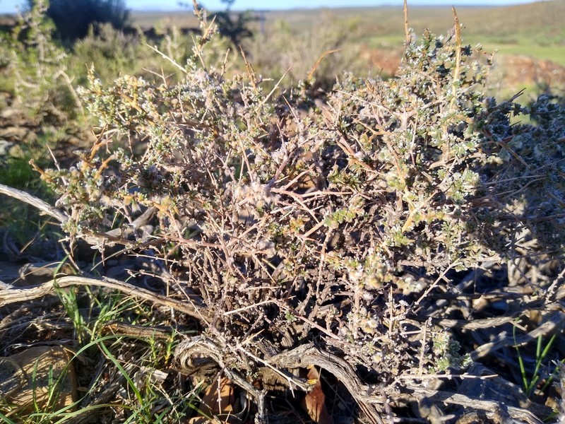 Eriocephalus eximius photo 3