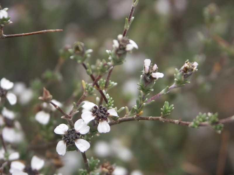 Eriocephalus eximius photo 4