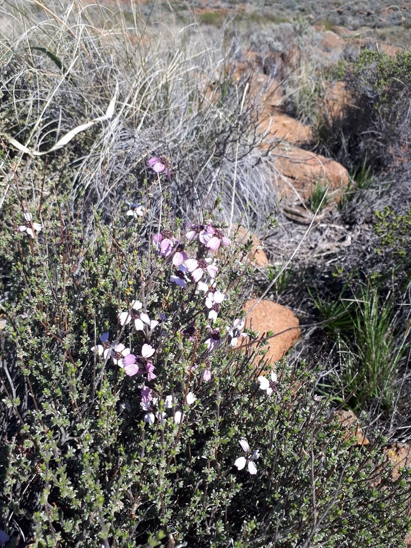 Eriocephalus eximius photo 8