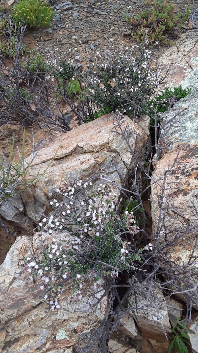 Eriocephalus grandiflorus