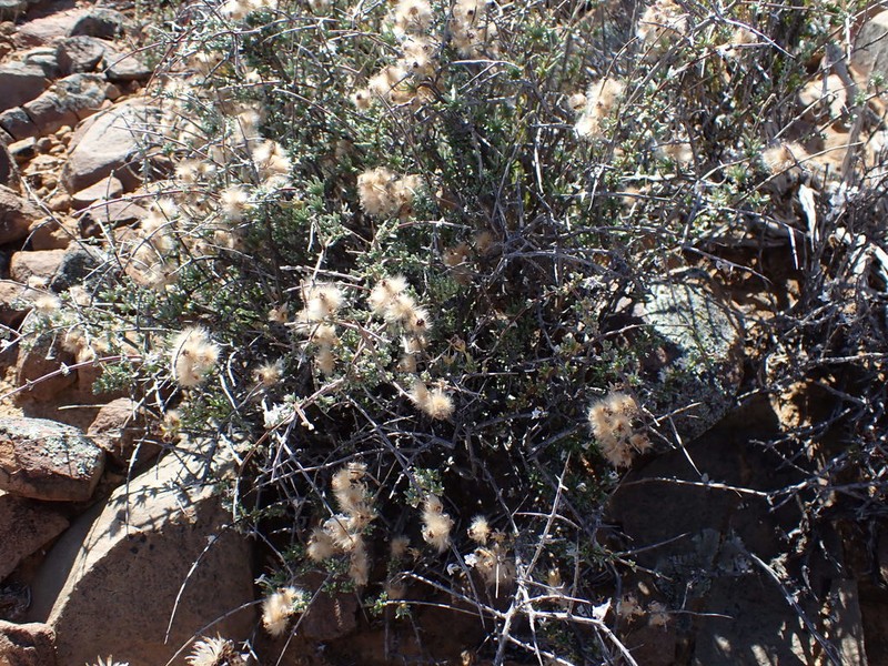Eriocephalus grandiflorus photo 2
