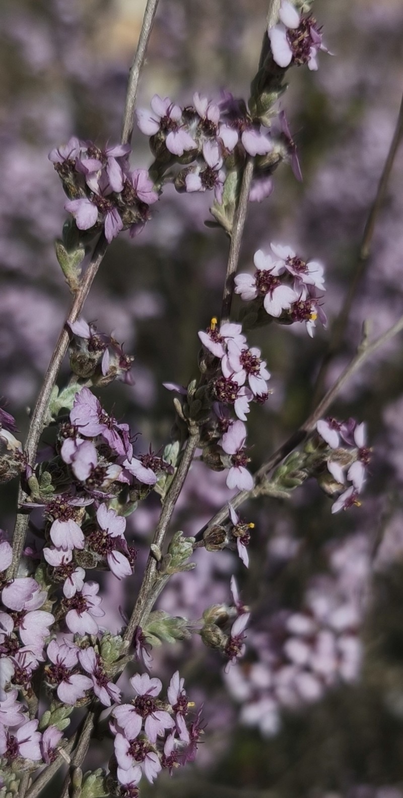 Eriocephalus grandiflorus photo 3