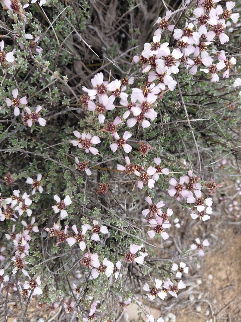 Eriocephalus grandiflorus photo 4