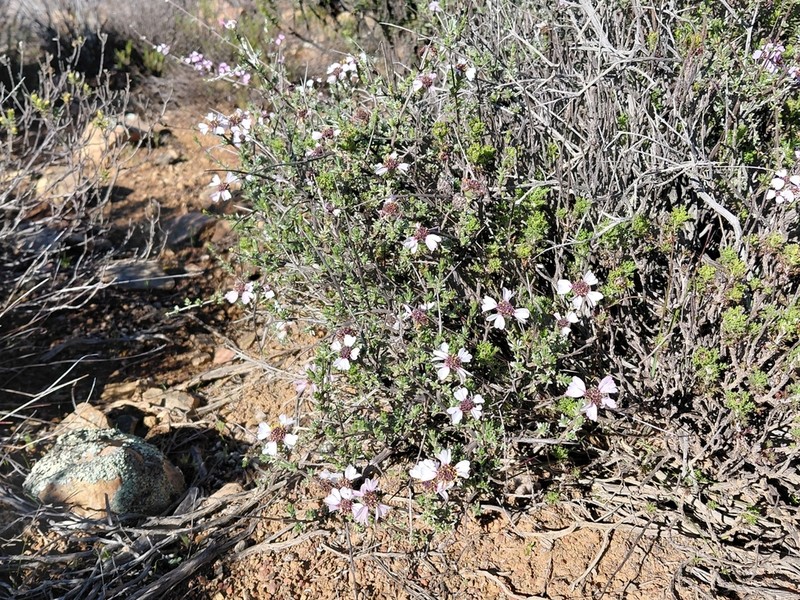 Eriocephalus grandiflorus photo 5