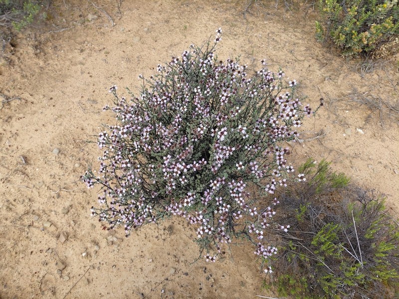 Eriocephalus grandiflorus photo 6