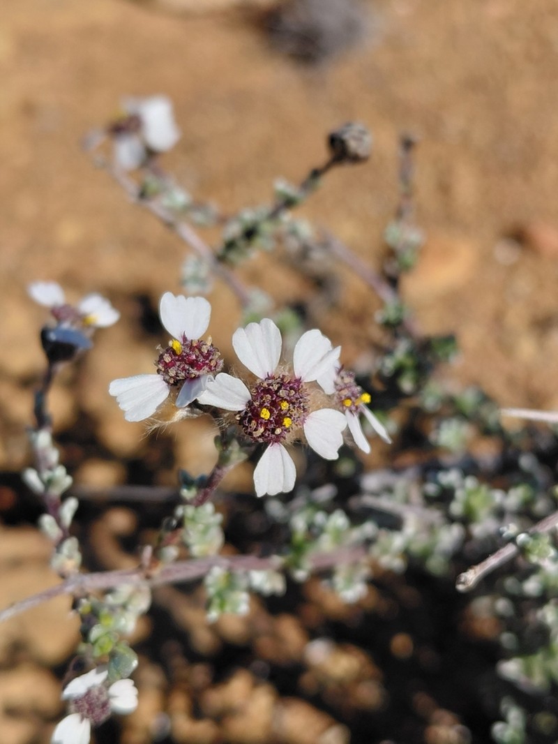 Eriocephalus grandiflorus photo 7