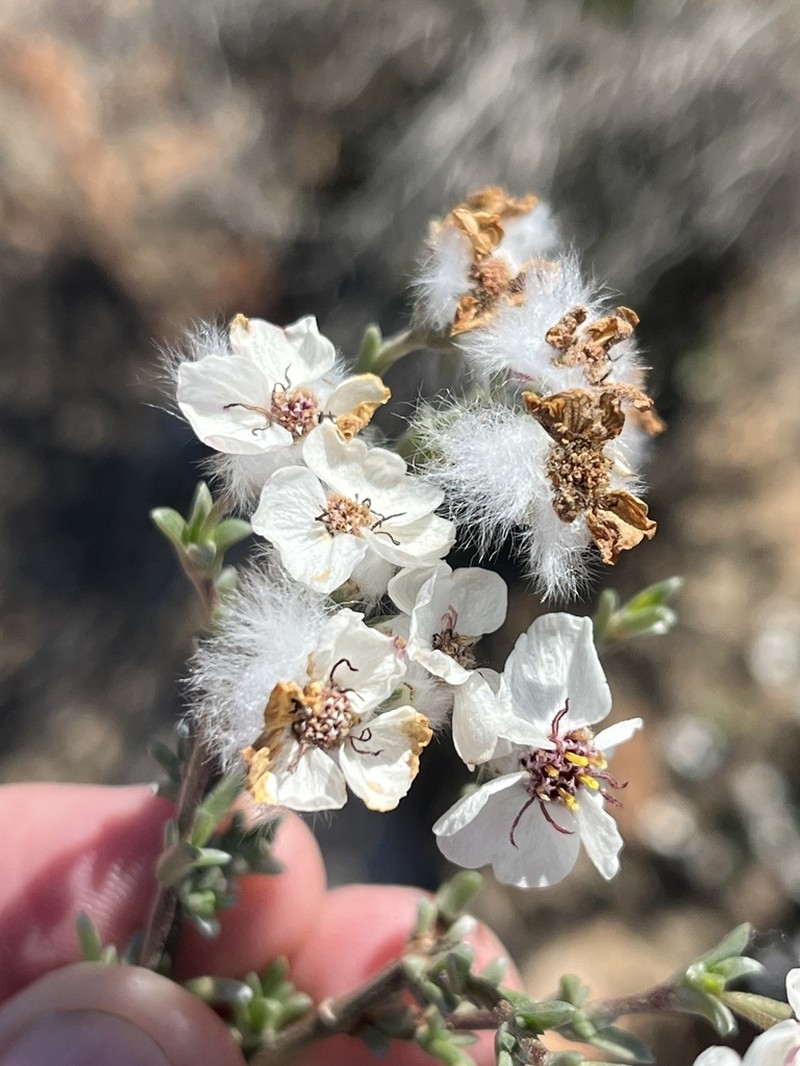 Eriocephalus grandiflorus photo 8