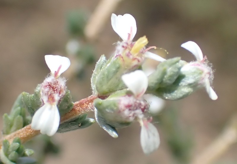 Eriocephalus karooicus