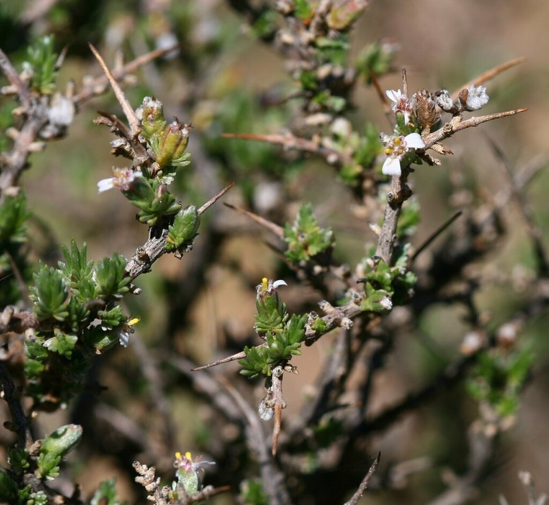 Eriocephalus karooicus photo 2