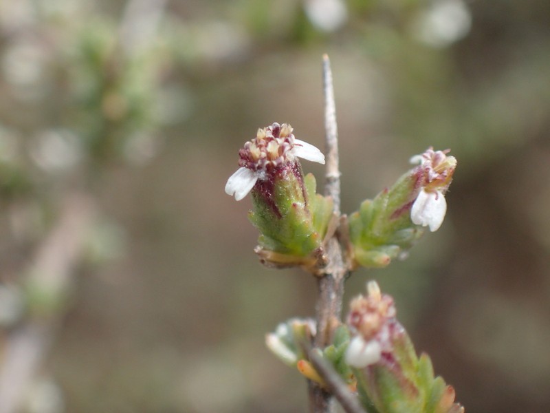Eriocephalus karooicus photo 3