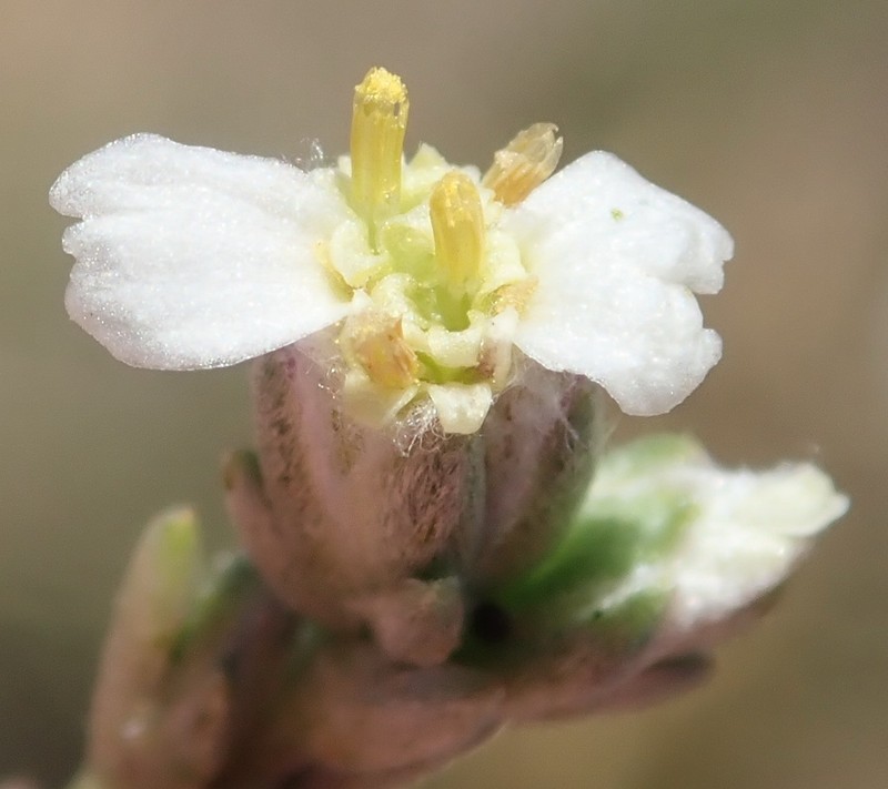 Eriocephalus karooicus photo 5